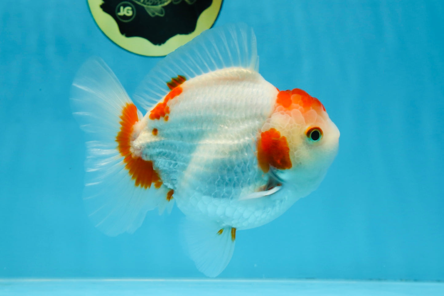 AAA Grade Red White Yuanbao Male 5 inches #100325YB_02