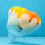 AAA Grade CHUBBY Orange White LionKing 6 inches #091225LC_05