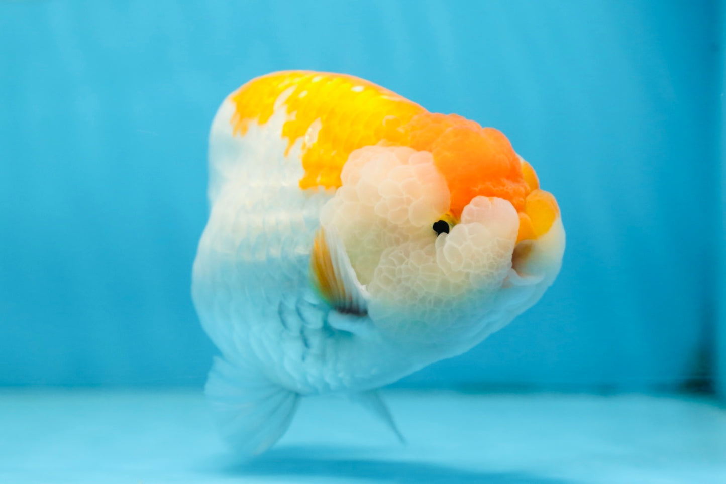 AAA Grade CHUBBY Orange White LionKing 6 inches #091225LC_05