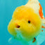 CHUBBY AAA Grade Red White Yuanbao Female 5-5.5 inches #061926YB_32