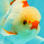 CHICKIE AAA Grade Red White Oranda Male 5-5.5 inches #062626OR_28