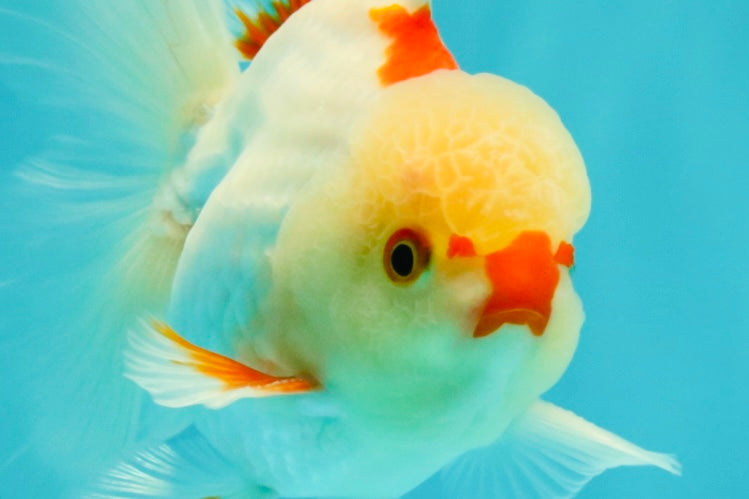 CHICKIE AAA Grade Red White Oranda Male 5-5.5 inches #062626OR_28