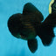 AAA Grade Godzilla Black Oranda Male 5.5 inches #100325OR_11