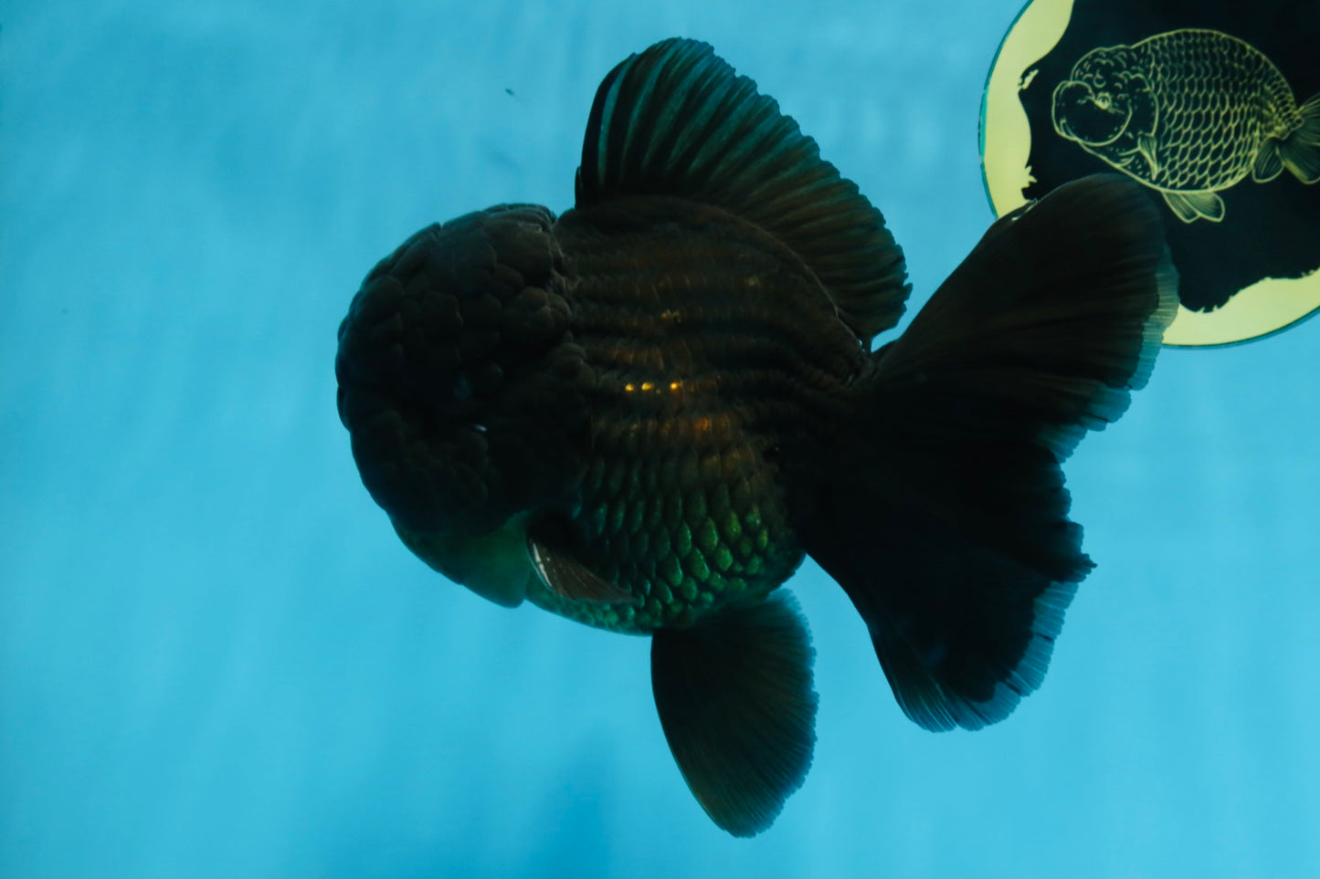 AAA Grade Godzilla Black Oranda Male 5.5 inches #100325OR_11