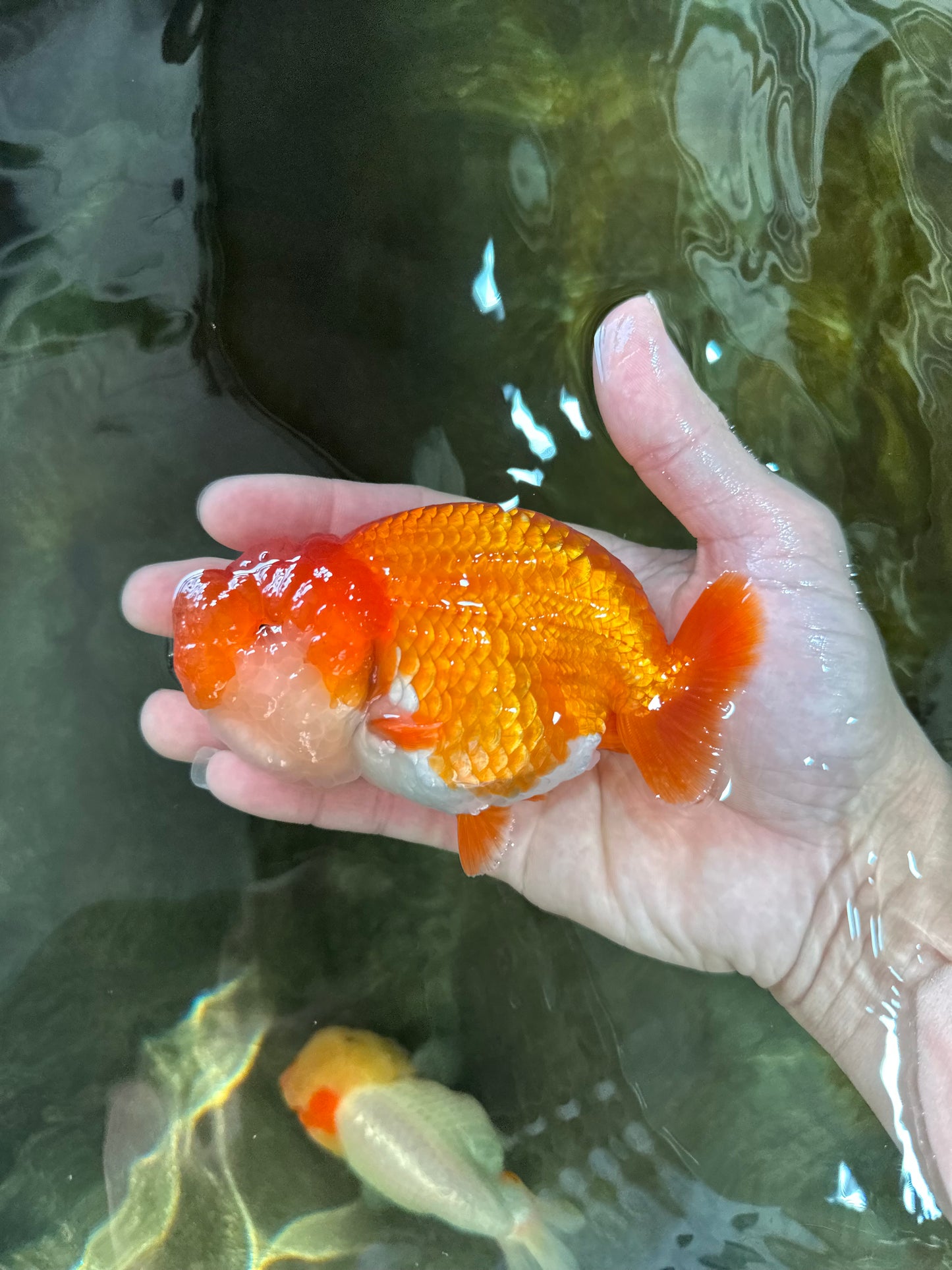 TOP WEN AAA Grade SUPER WEN Red White LionQueen 4.5 inches #050225LC_17