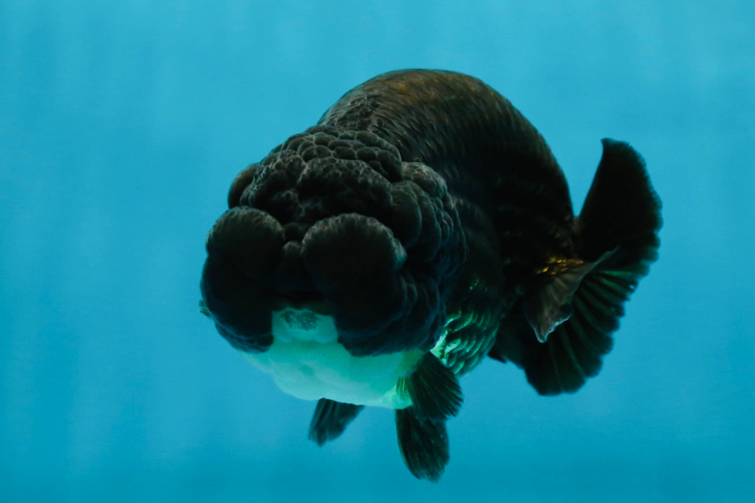 A Grade Black LionKing 4.5 inches #052325LC_19