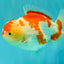 A Grade Red White Yuanbao Female 6 inches #101626YB_30