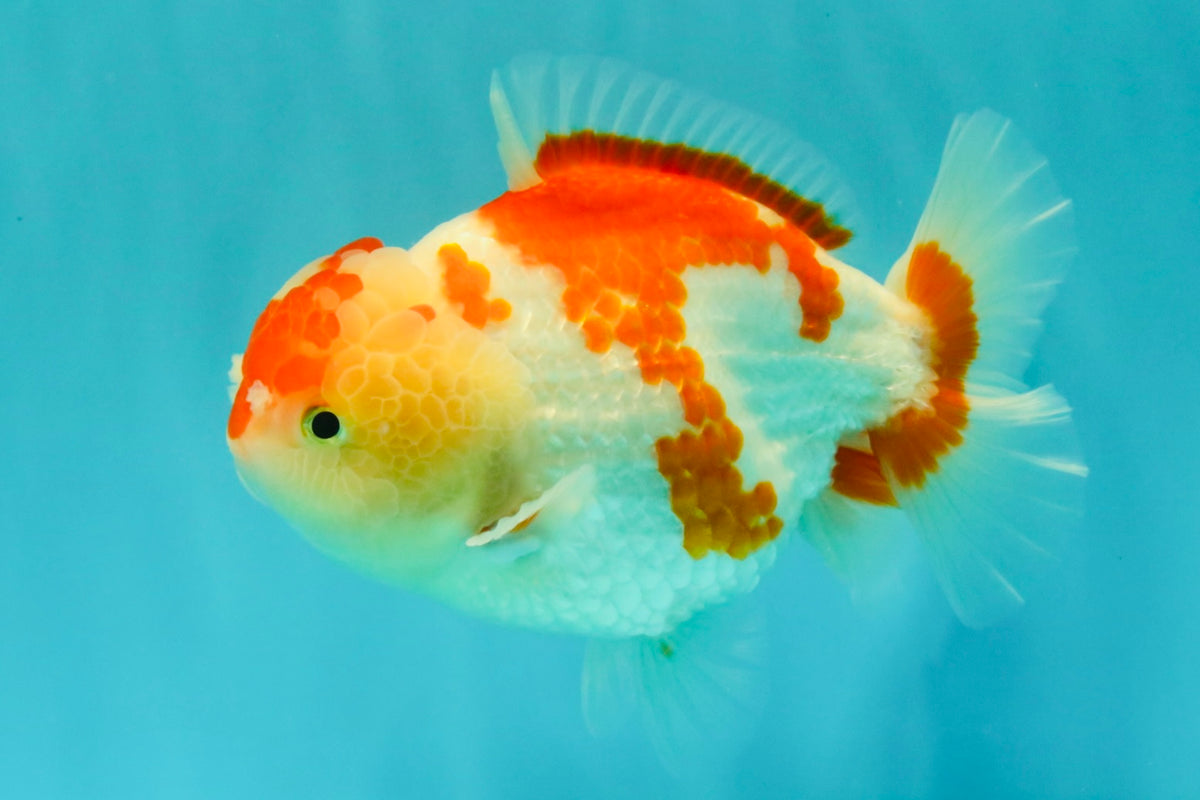 A Grade Red White Yuanbao Female 6 inches #101626YB_30
