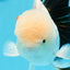 AAA Grade Black Tail Tricolor Oranda Male 5.5 inches #0503OR_06