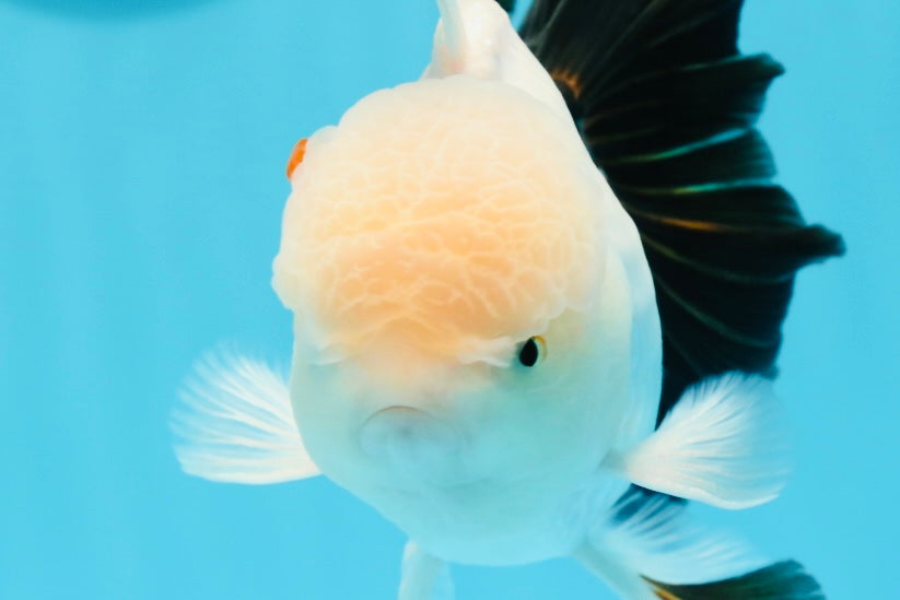 AAA Grade Black Tail Tricolor Oranda Male 5.5 inches #0503OR_06