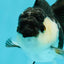 White Cheeks Panda Oranda Female 3-3.5 inches #1011OR_29