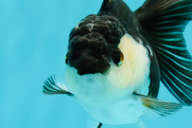 White Cheeks Panda Oranda Female 3-3.5 inches #1011OR_29