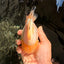 SUPER CUTE AAA Grade White Yuanbao Male 5 inches #061926YB_36