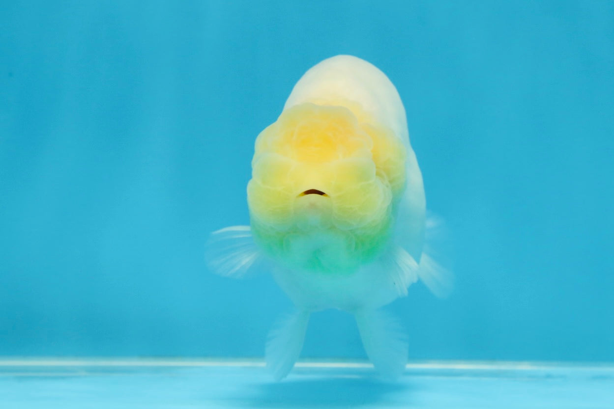 Snow White Sakura Button Eyes Lionchu Male 4-4.5 inches #070425LC_10