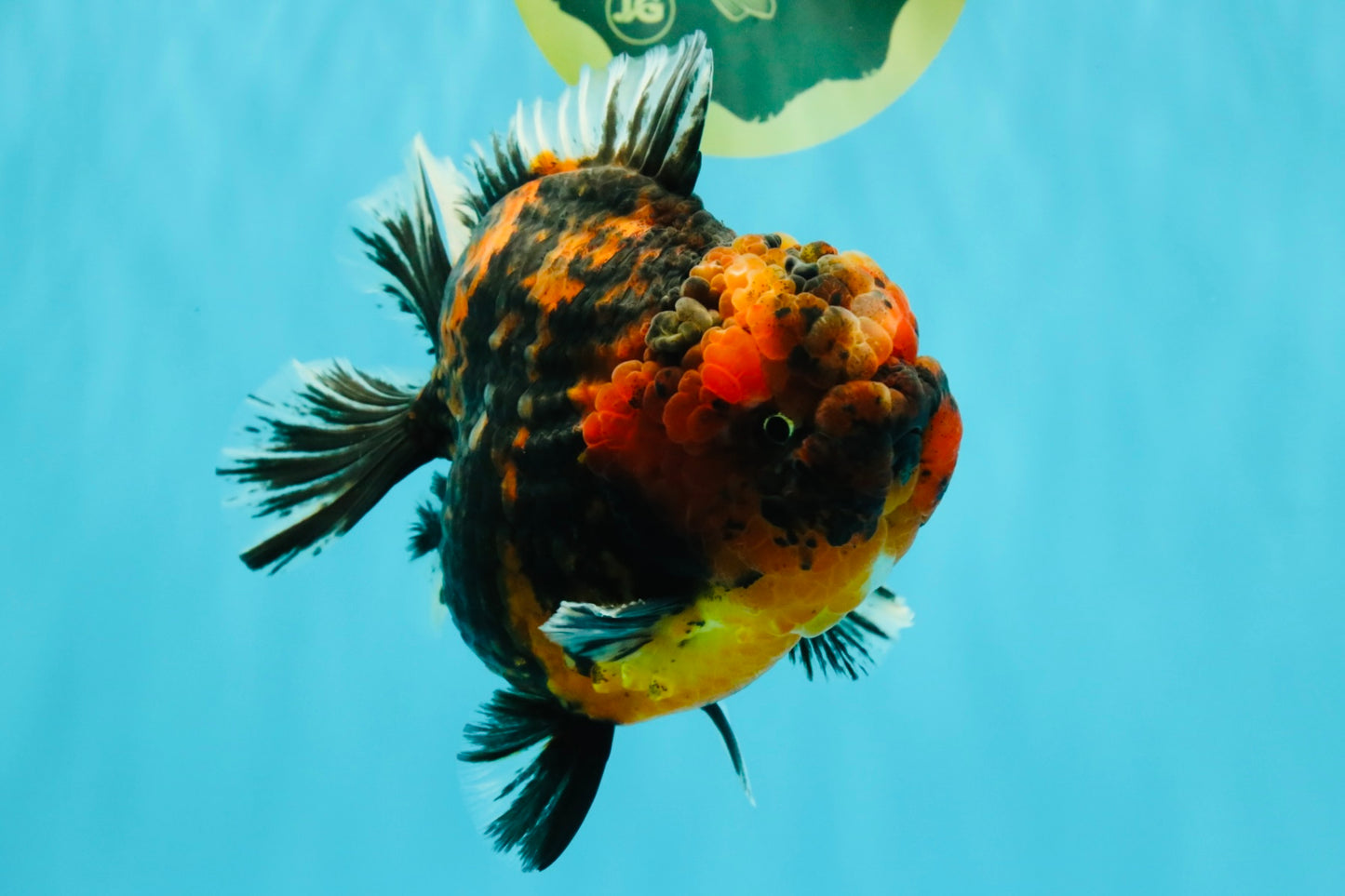 CHONKY AAA Grade Tiger Yuanbao Male 6 inches #032026YB_24