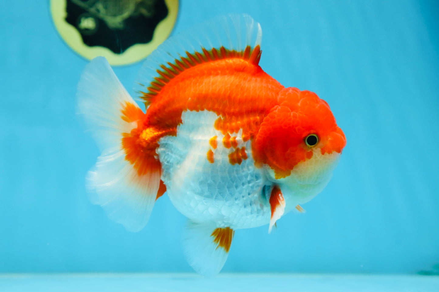 AAA Grade Red White Yuanbao Male 5-5.5 inches #081525YB_05