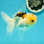 AAA Grade Lemonhead Tricolor Button Eyes Oranda Male 5 inches #111524OR_23