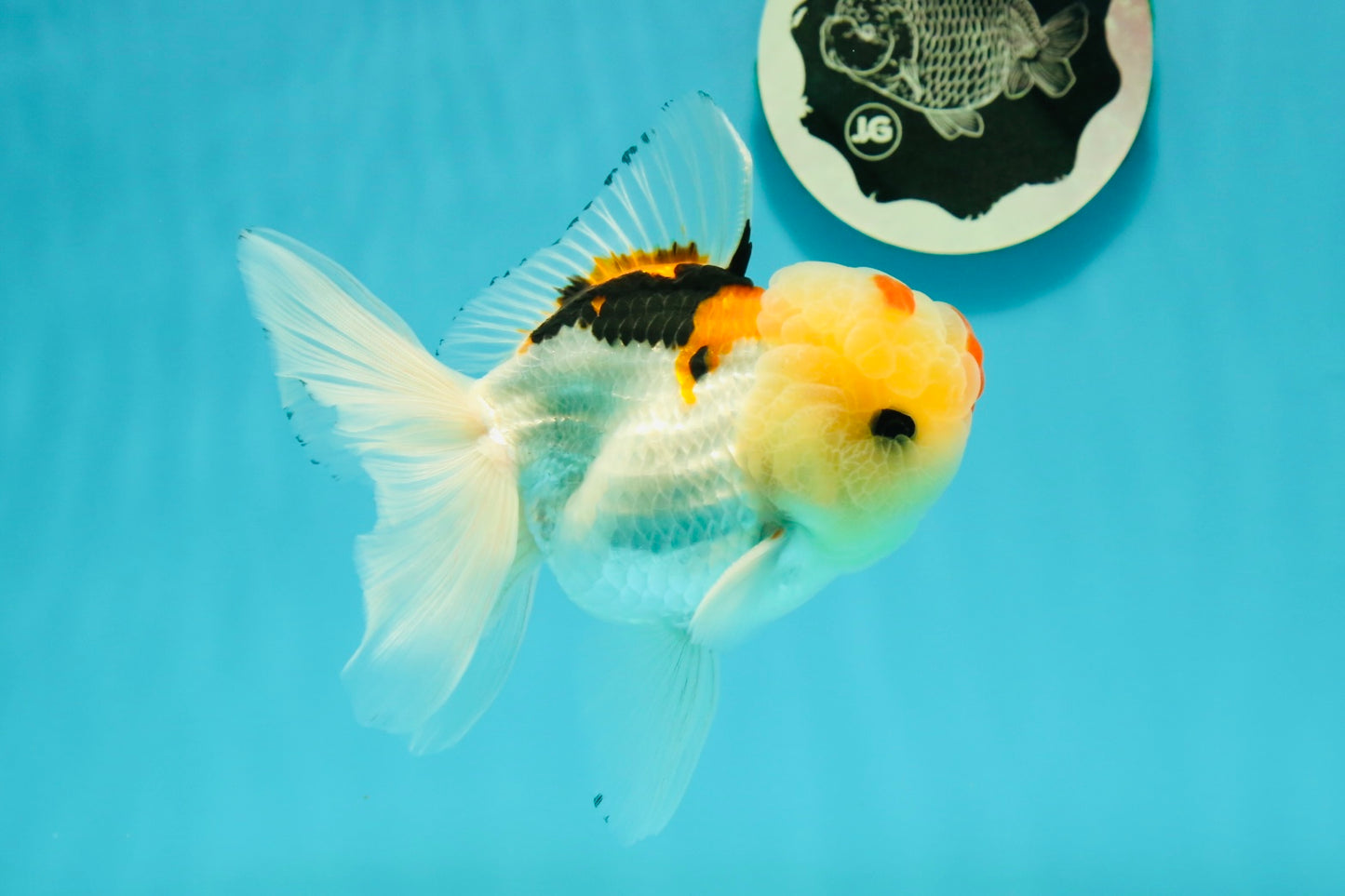 AAA Grade Lemonhead Tricolor Button Eyes Oranda Male 5 inches #111524OR_23