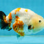 Sakura Chinese Ranchu Female 4.5 inches #121225RC_05