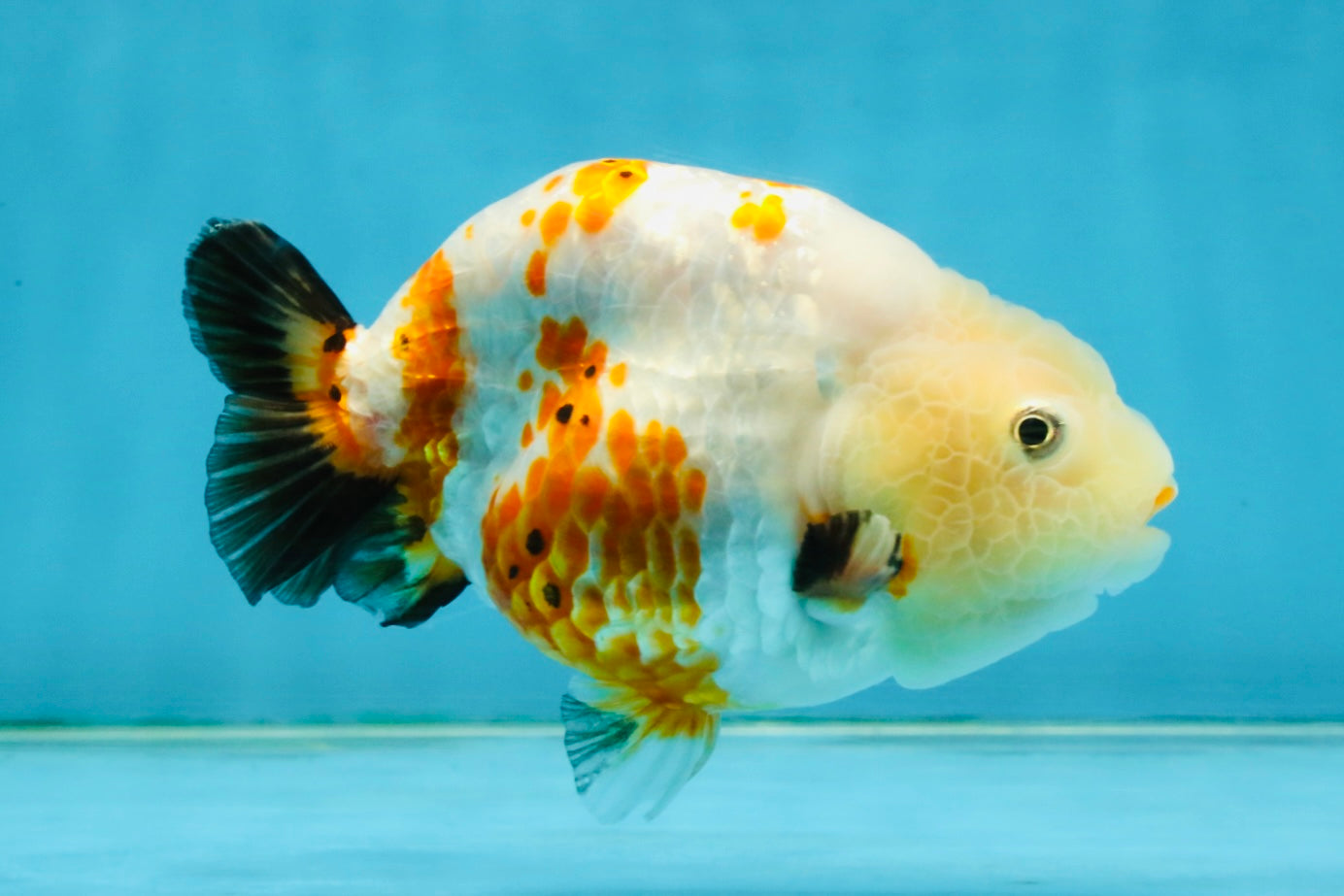 Sakura Chinese Ranchu Female 4.5 inches #121225RC_05