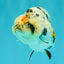 A Grade Tricolor Tiger Ranchu Female 4 inches #061926RC_11