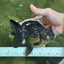 Red Head Oranda Female 5.5 inches #121324OR_15