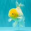 A Grade White Oranda Male 5.5-6 inches #100926OR_18