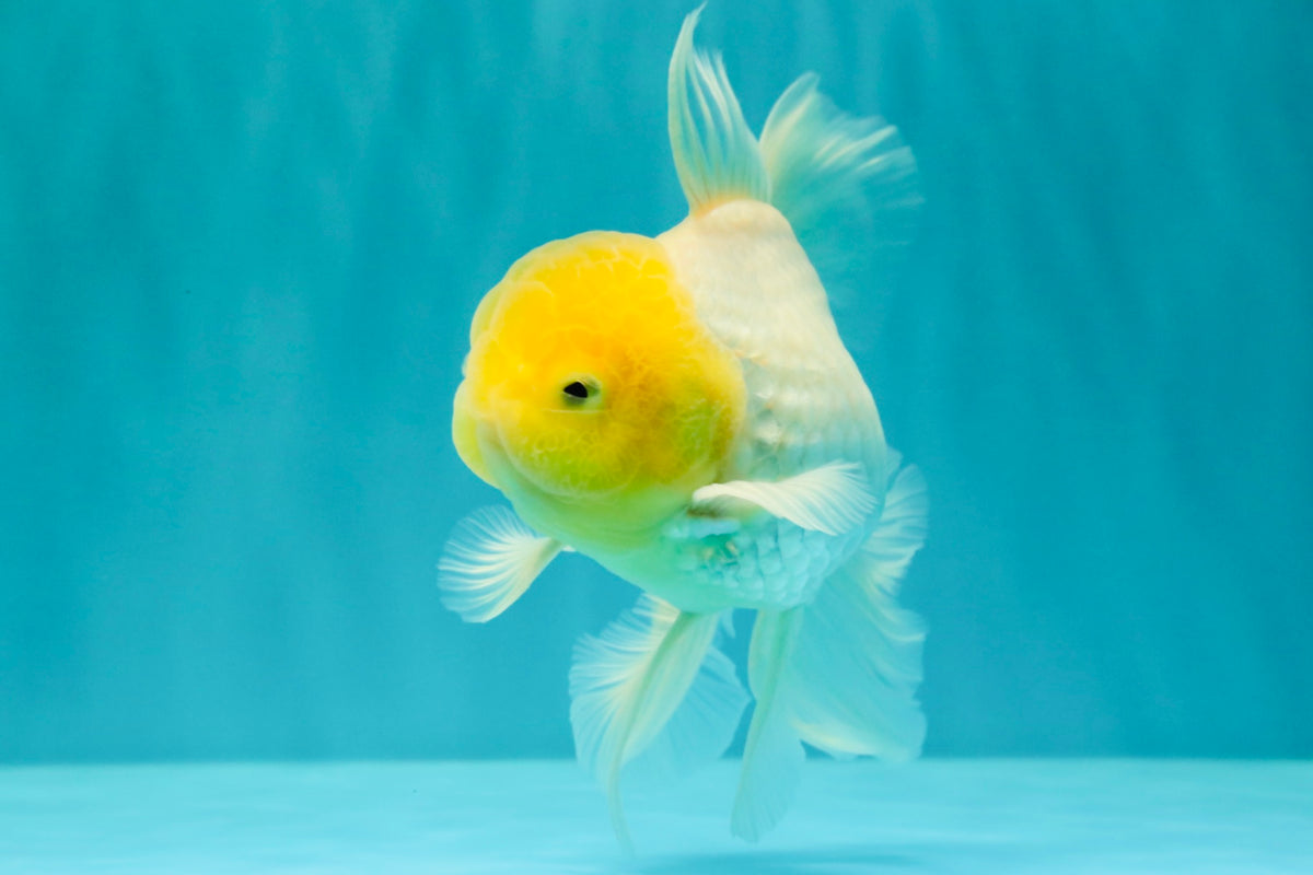A Grade White Oranda Male 5.5-6 inches #100926OR_18