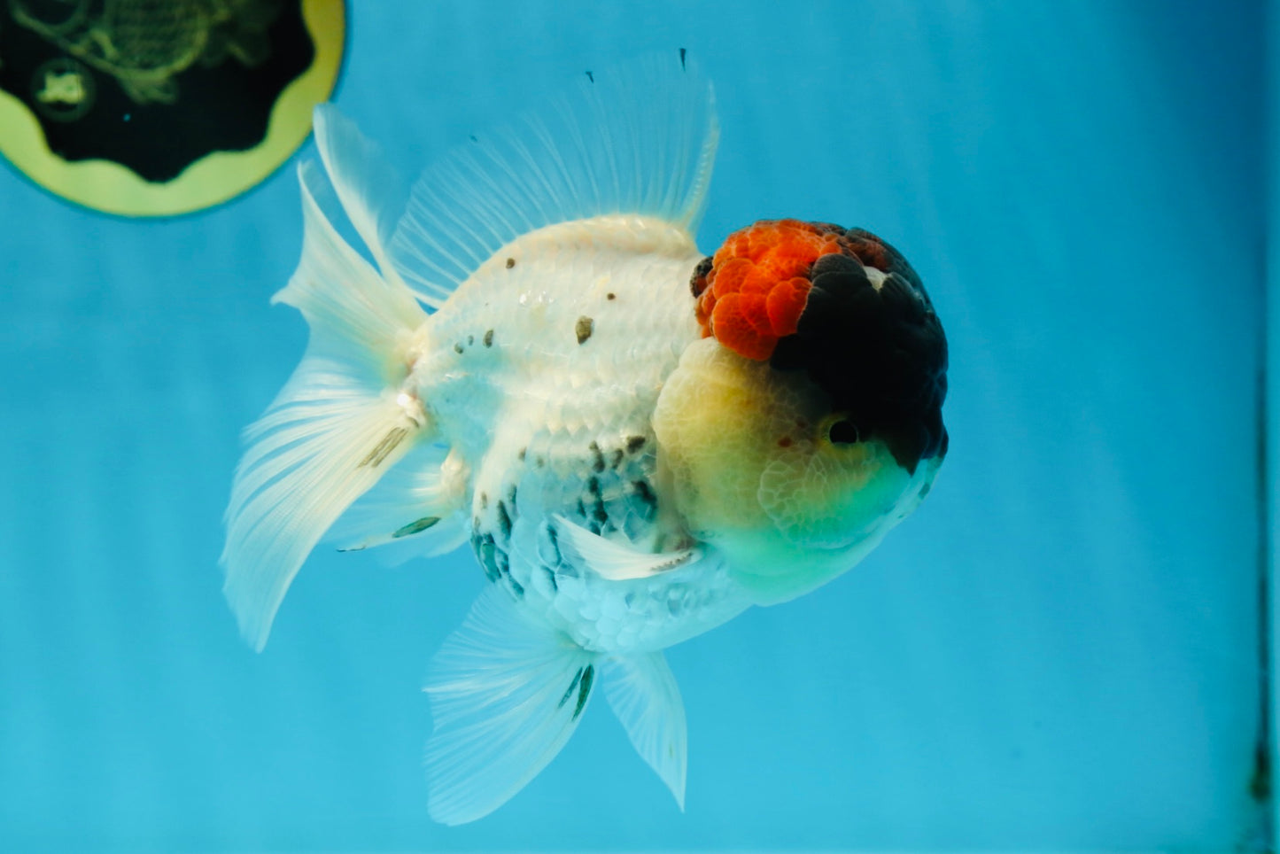 Unique Color AAA Grade Tricolor Lava Head Oranda Male 5 inches #042525OR_08