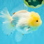 BEAUTY A Grade Red White Oranda Female 5.5 inches #040326OR_06