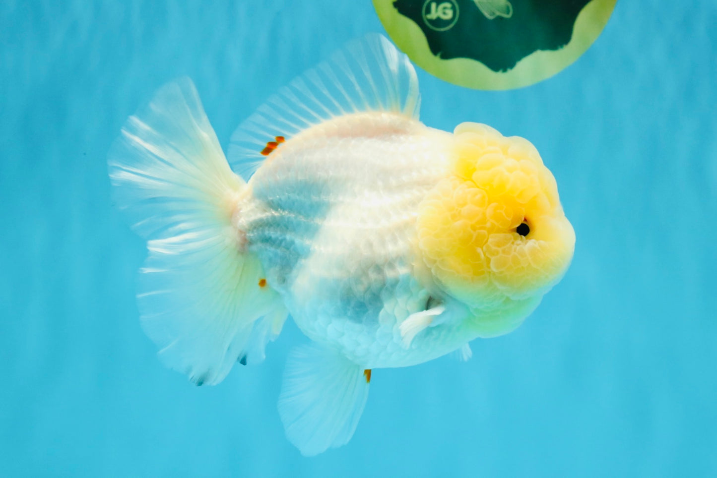 BEAUTY A Grade Red White Oranda Female 5.5 inches #040326OR_06