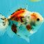 Calico Yuanbao Male 5.5 inches #051526YB_05