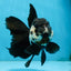 A Grade Panda Oranda Female 5.5 inches #081525OR_15