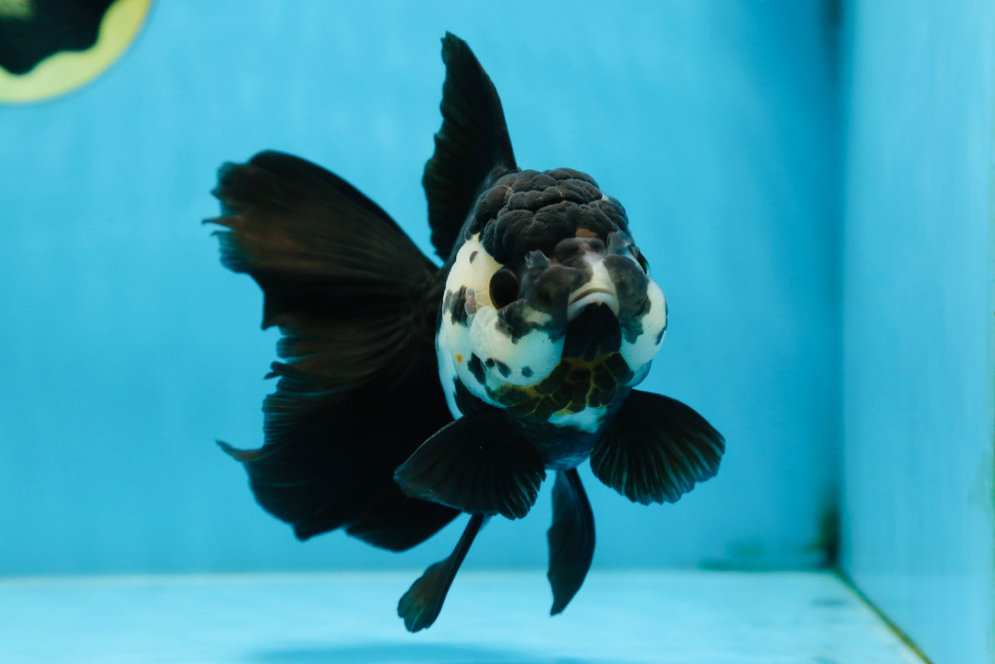 A Grade Panda Oranda Female 5.5 inches #081525OR_15