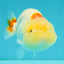 Red White LionChu Female 4.5-5 inches #050826LC_17