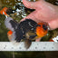 AAA Grade Apache Oranda Male 5-5.5 inches #050925OR_37