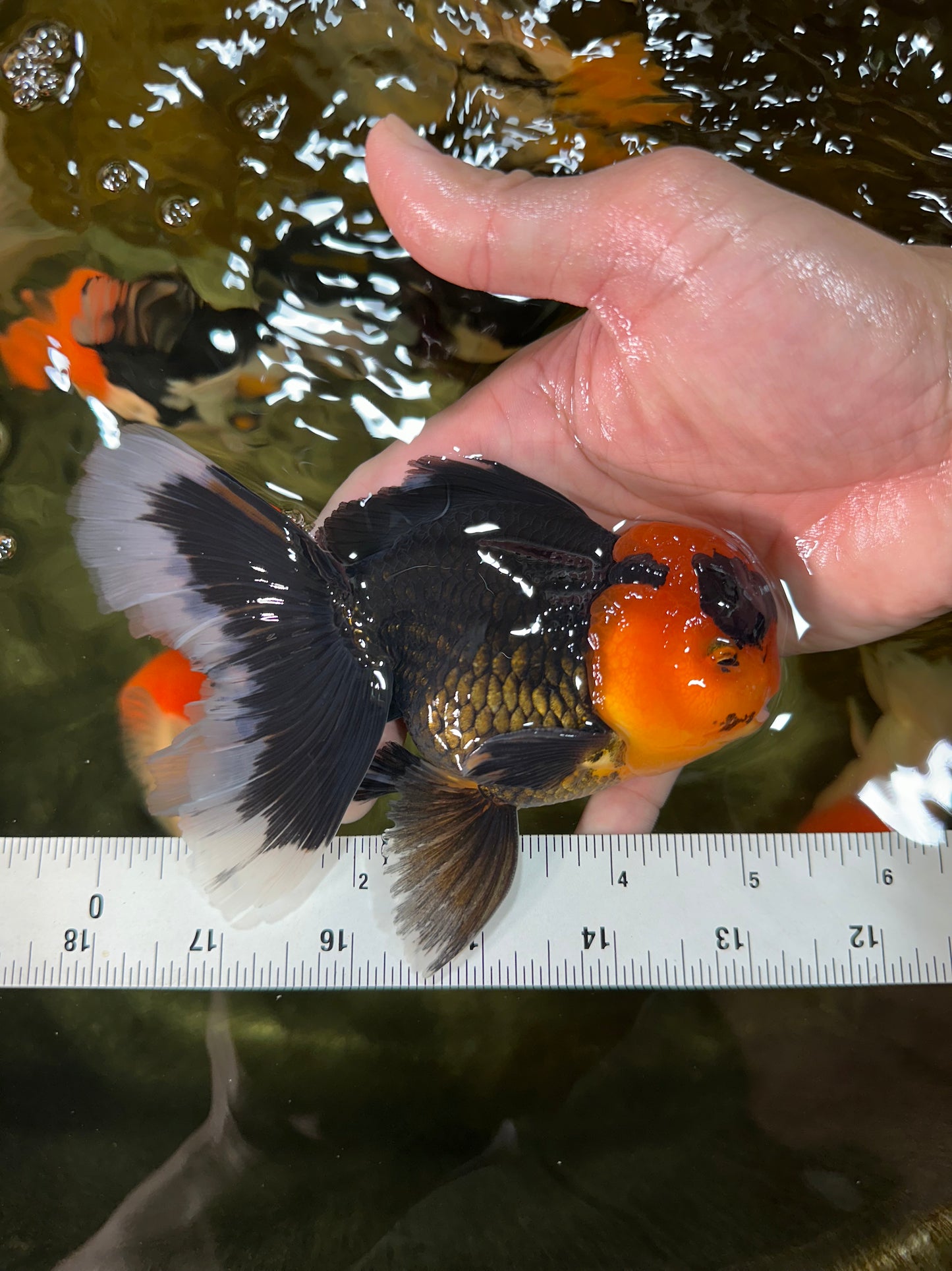 AAA Grade Apache Oranda Male 5-5.5 inches #050925OR_37