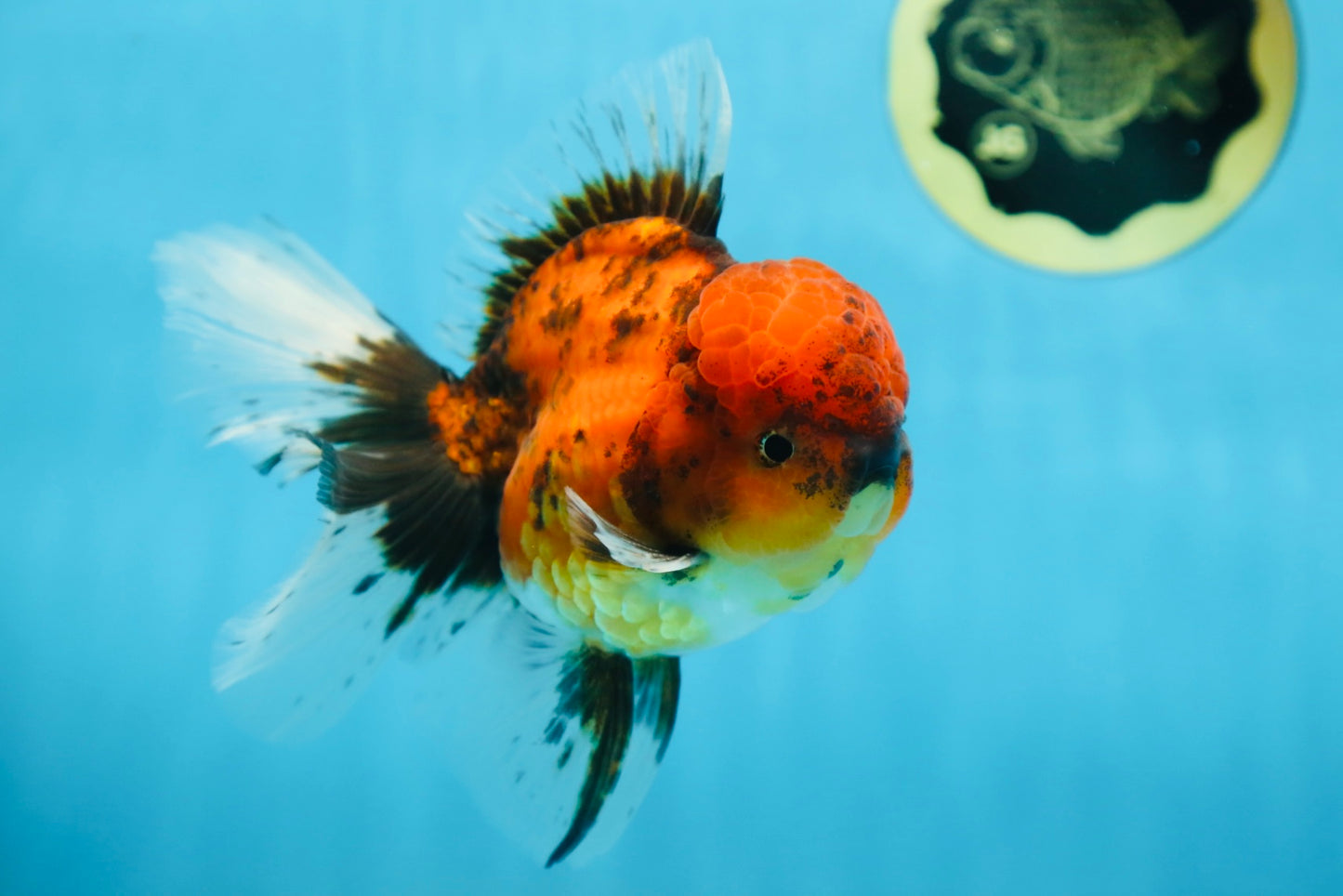 A Grade UNIQUE Tiger Oranda Male 5.5 inches #091225OR_11