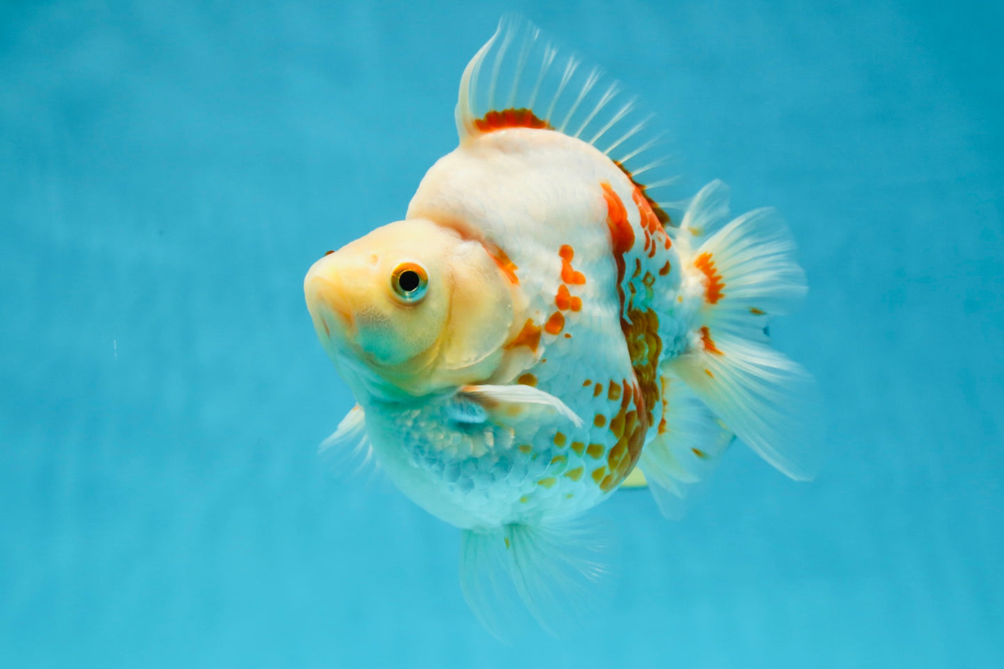 AAA GRADE Red White Ryukin Female 4.5-5 inches #050925RK_17