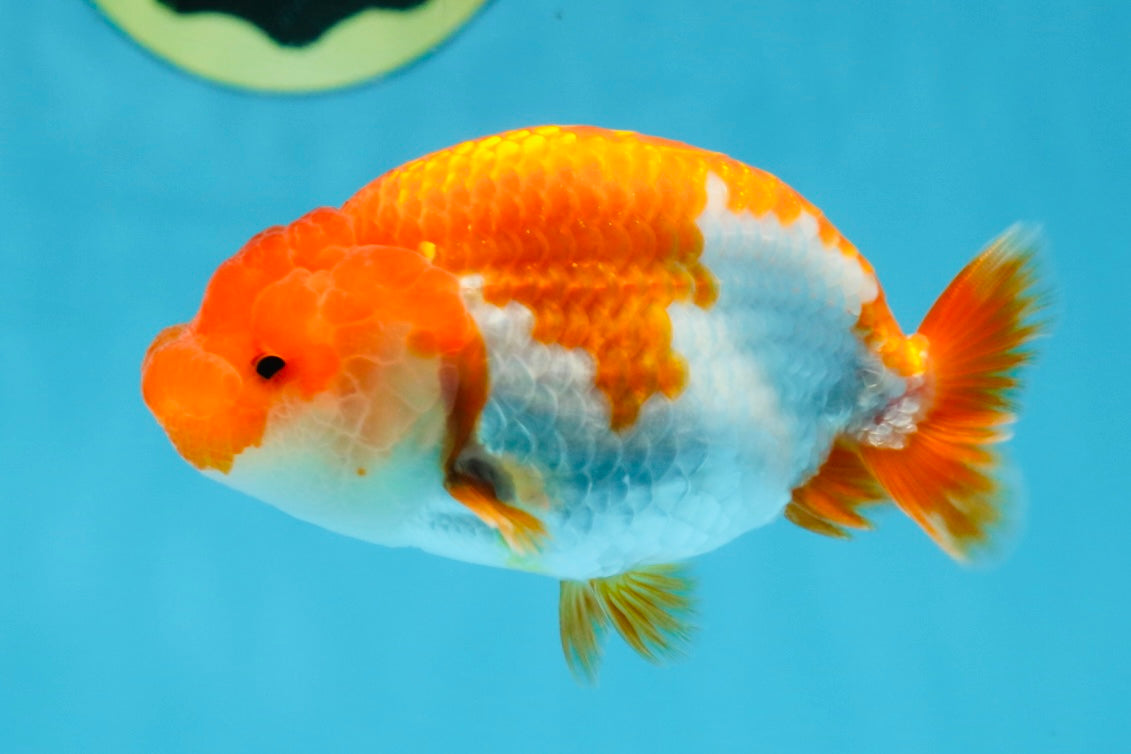 AAA Grade Red White LionQueen 4 inches #101725LC_08