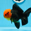 AAA Grade Red Head Tricolor Oranda Male 5 inches #0913OR_03