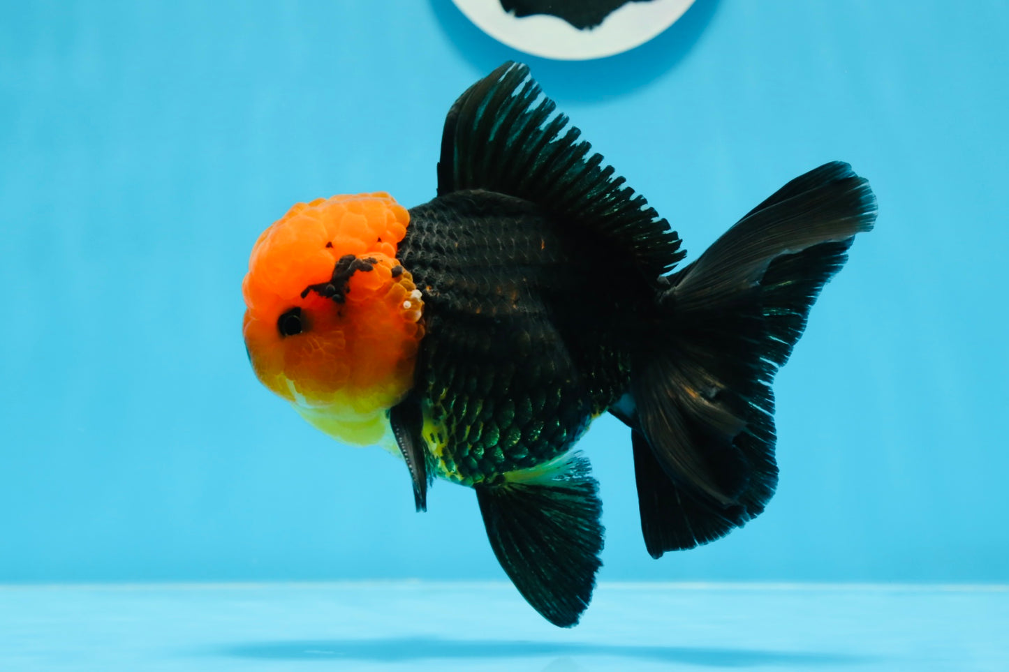 AAA Grade Red Head Tricolor Oranda Male 5 inches #0913OR_03