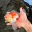 A Grade Red White Oranda Male 6 inches #061926OR_18