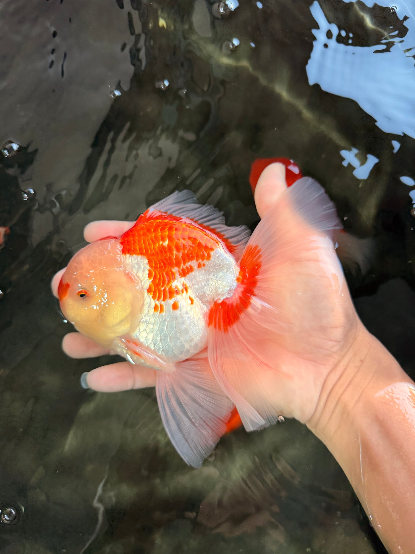 A Grade Red White Oranda Male 6 inches #061926OR_18