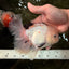 White Oranda Female 6-6.5 inches #032026OR_05