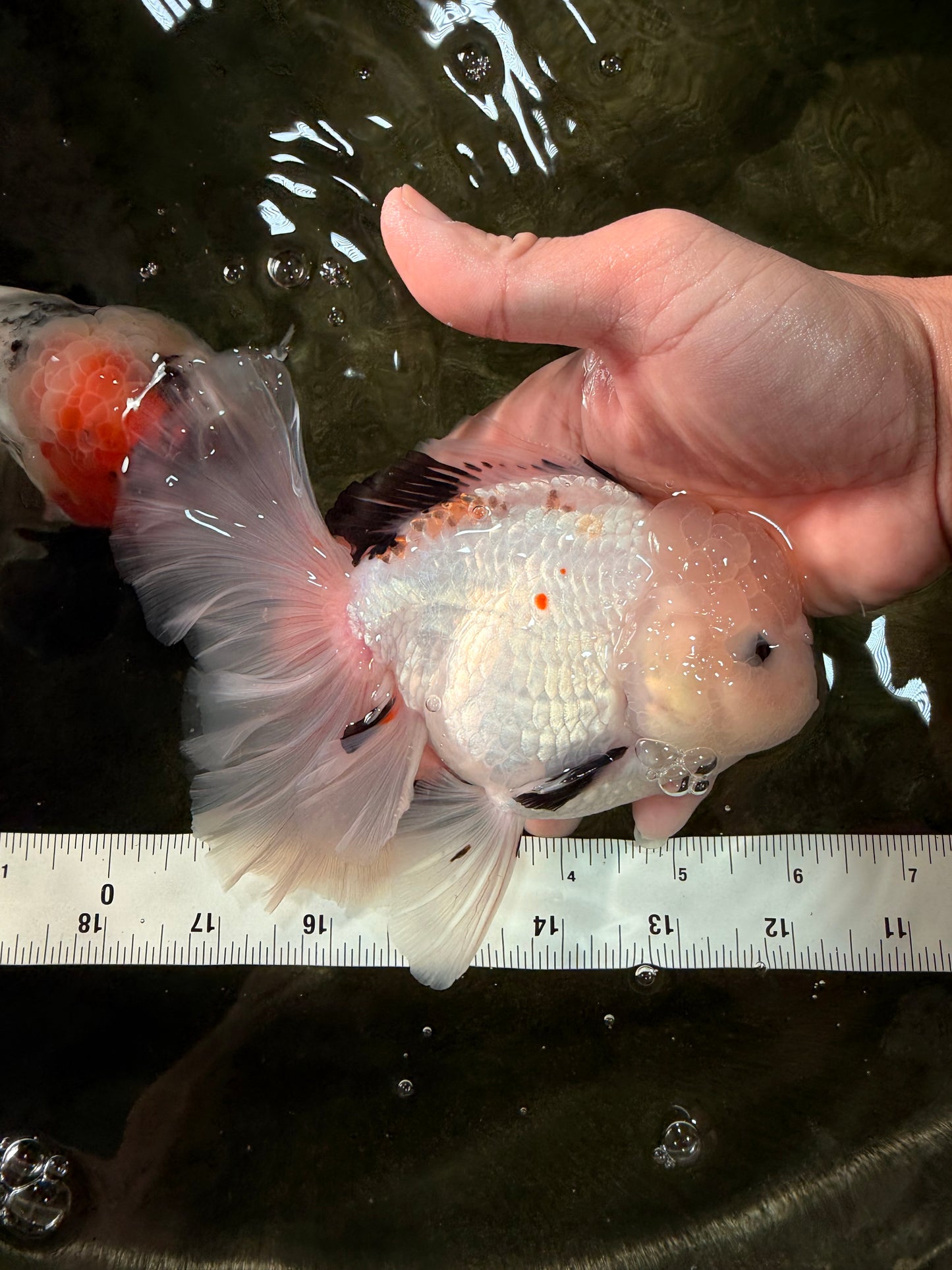 White Oranda Female 6-6.5 inches #032026OR_05