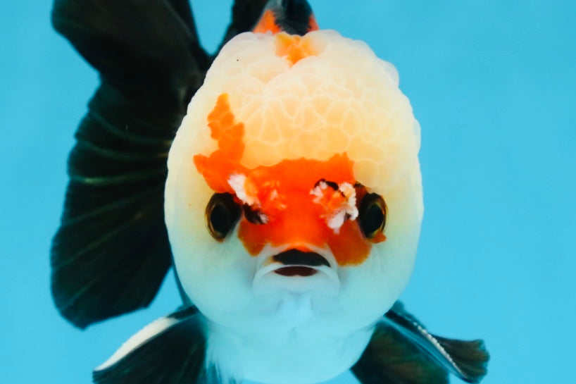 A Grade Adorable Pompom Tricolor Yuanbao Male 4-4.5 inches #071125YB_19