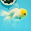 A Grade Lemonhead Oranda Male 4.5 inches #111524OR_21