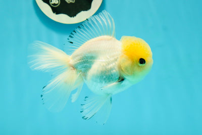 A Grade Lemonhead Oranda Male 4.5 inches #111524OR_21