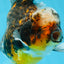 AAA Grade Chonky Kirin Oranda Male 6 inches #053025OR_26